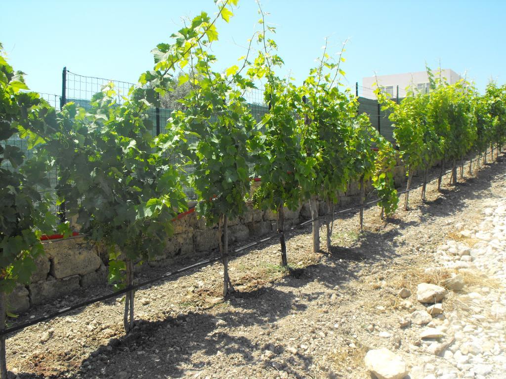 Agriturismoeloropizzuta Lido di Noto Exterior foto